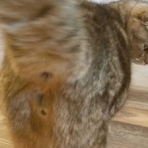 животное млекопитающее мех