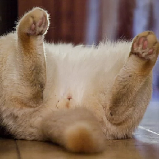 животное млекопитающее комнатный