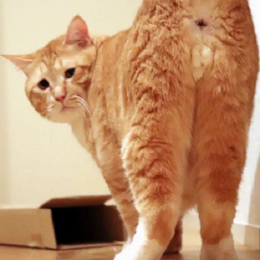 животное кошка кошки малого и среднего размера