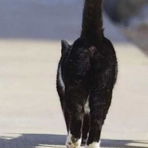 животное млекопитающее земля