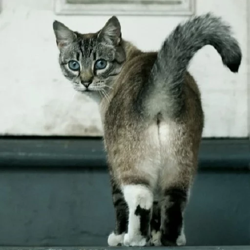 млекопитающее животное кошка