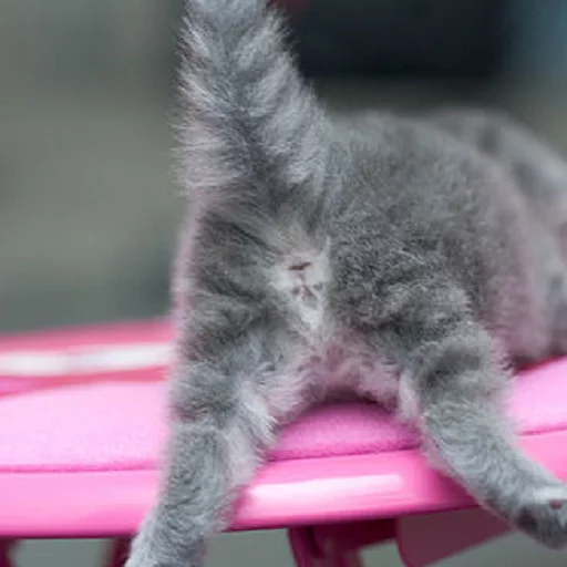 кошки малого и среднего размера млекопитающее животное