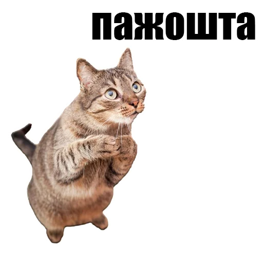 Sticker @kotykakty - 11