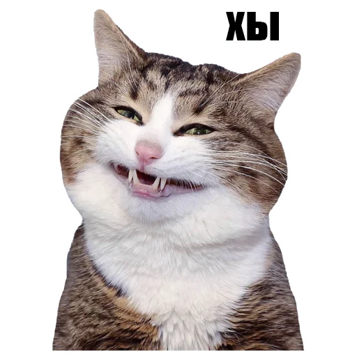 Sticker @kotykakty - 8