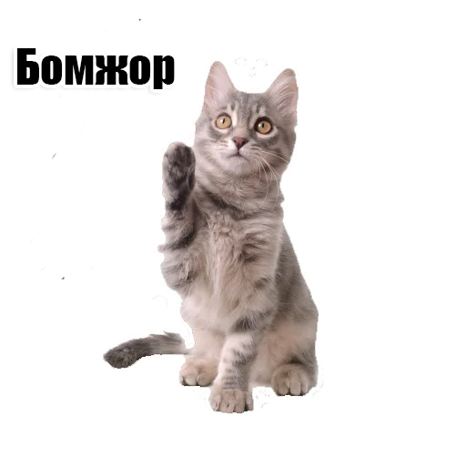 Sticker @kotykakty - 7