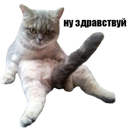 Sticker @kotykakty - 5