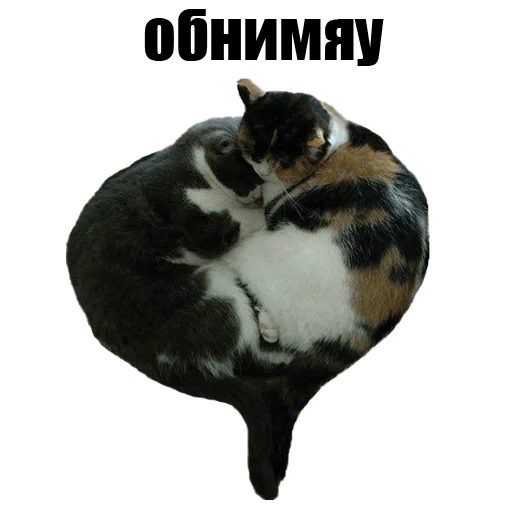 Sticker @kotykakty - 3