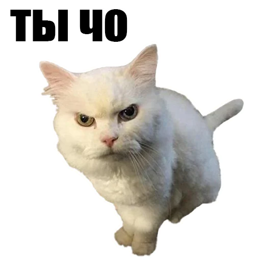 Sticker @kotykakty - 2