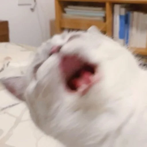 комнатный животное млекопитающее