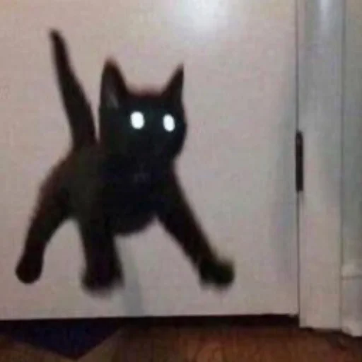 кошки малого и среднего размера комнатный кошачьи