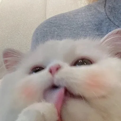 млекопитающее животное кошка