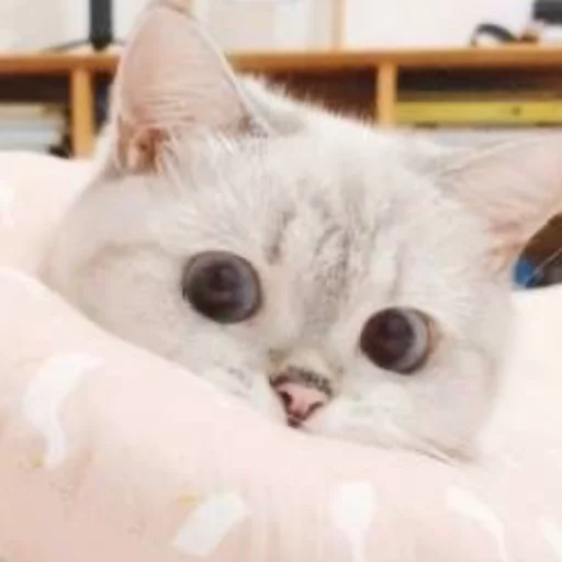 животное млекопитающее кошка