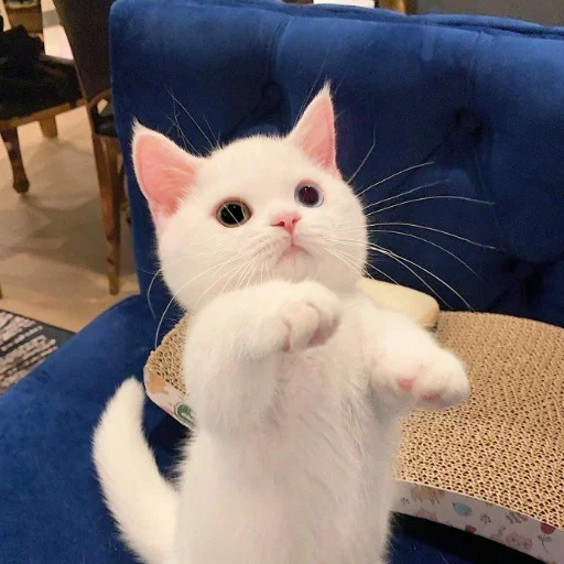 животное кошки малого и среднего размера млекопитающее