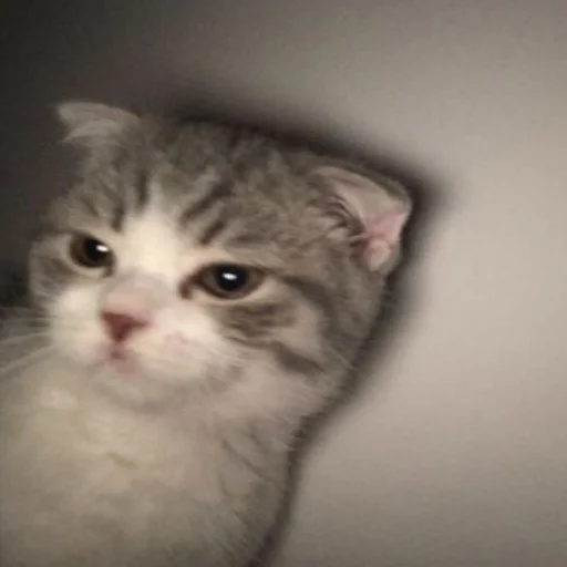 млекопитающее животное кошка