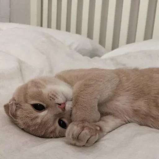 животное комнатный кровать