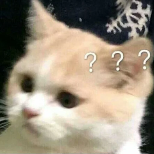 животное млекопитающее кошка