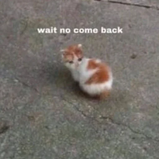 млекопитающее животное земля