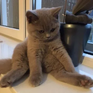 Sticker ой, смотри, котёнки◕ᵕ◕ - 8