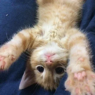 Sticker ой, смотри, котёнки◕ᵕ◕ - 10