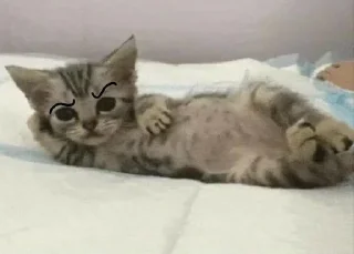 Sticker ой, смотри, котёнки◕ᵕ◕ - 7