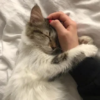 Sticker ой, смотри, котёнки◕ᵕ◕ - 11