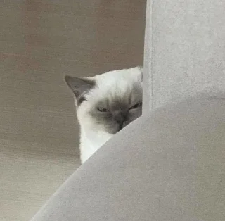 Sticker ой, смотри, котёнки◕ᵕ◕ - 9