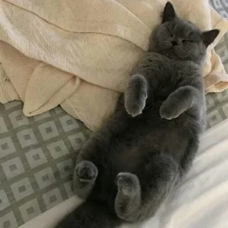 Sticker ой, смотри, котёнки◕ᵕ◕ - 0