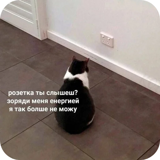 Sticker kotyy495 - 1