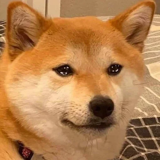 Стикер кулури ме портокали - 7