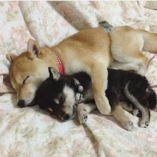 Стикер кулури ме портокали - 5