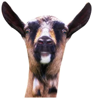 Sticker Коза козой - 4