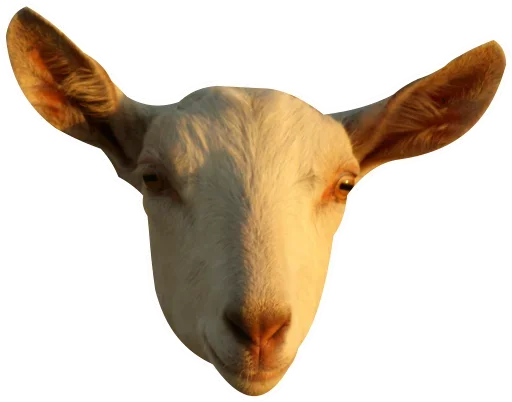 Коза козой - 