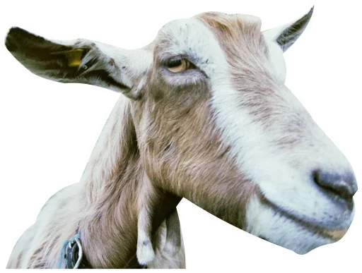 animal mammal goat
