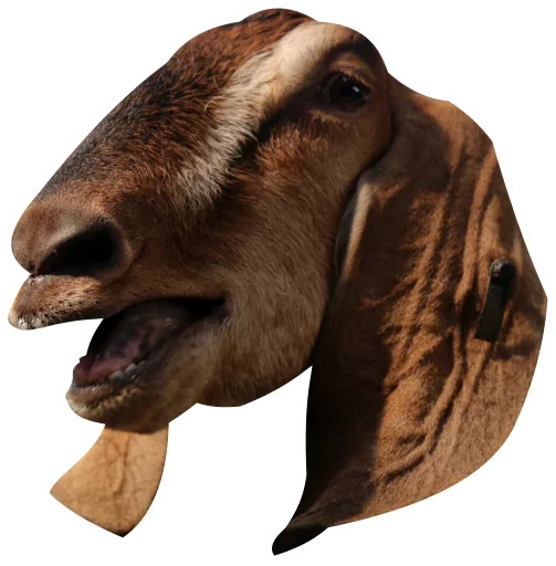 животное рыло коза