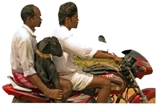 Sticker Коза козой - 0