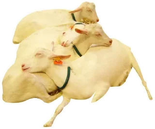 Sticker Коза козой - 1