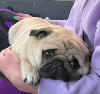 Sticker Больше стиков тут: @stikery4 - 10