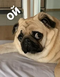 Sticker Больше стиков тут: @stikery4 - 4