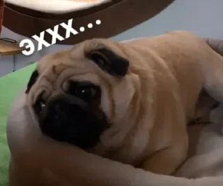 Sticker Больше стиков тут: @stikery4 - 2