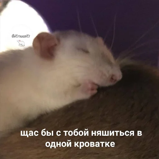 млекопитающее животное мышь