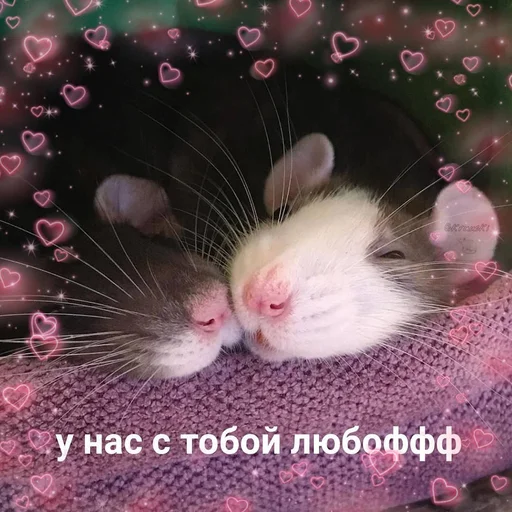 животное млекопитающее грызун