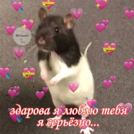 kri$ki - животное