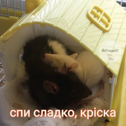 млекопитающее животное комнатный