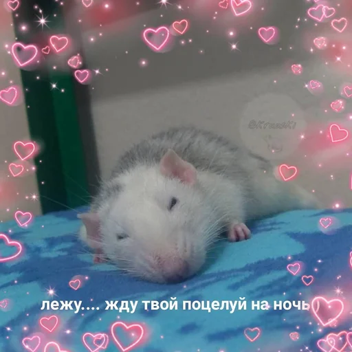 млекопитающее животное грызун