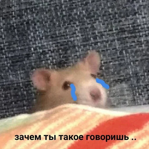 млекопитающее животное домашнее животное