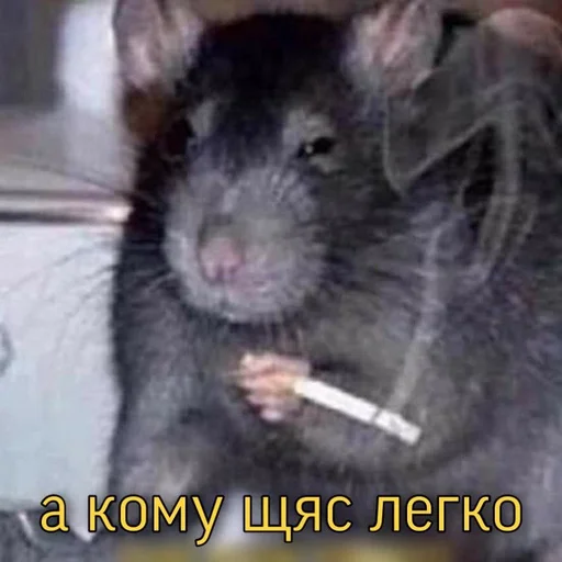 млекопитающее животное грызун