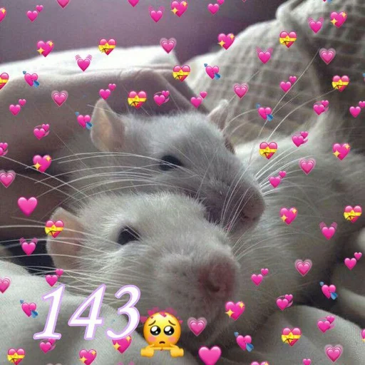 млекопитающее грызун животное