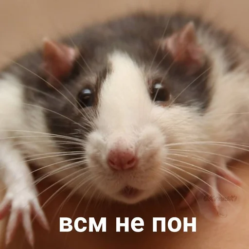 млекопитающее животное грызун