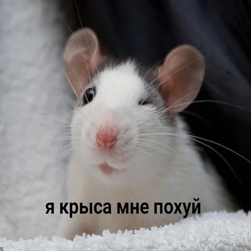 животное млекопитающее грызун