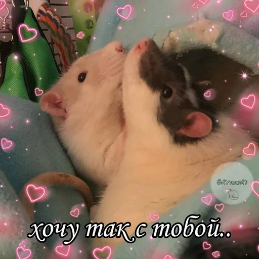 млекопитающее животное мышь